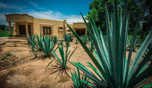テキーラの正式な飲み方｜刺激的な酒テキーラを本気で飲む