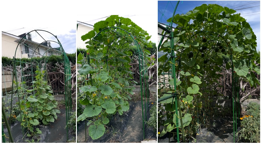 かぼちゃアーチ３