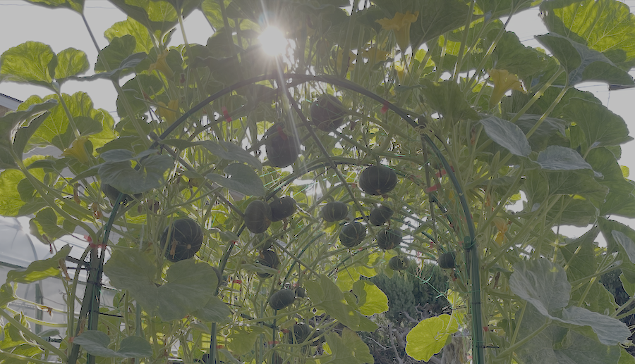 かぼちゃアーチ５