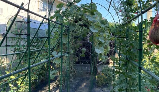 筋トレで培った体力で作った「緑のトンネル」｜71歳の空中栽培、その全貌（ミニかぼちゃ編）
