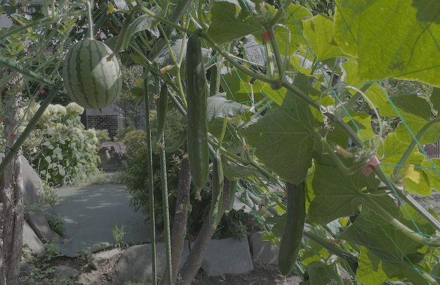 キュウリとスイカの合掌栽培