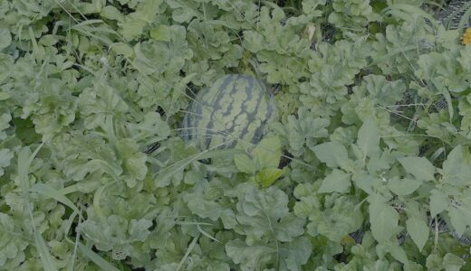 畑という名のジム 2025夏｜スイカのアーチ栽培が教えてくれたこと