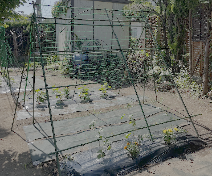 きゅうりとスイカの合掌造り2