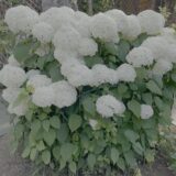 「アナベルが倒れる」悩みを解決。100均支柱と「全身の筋肉」で挑む最強の倒伏防止策