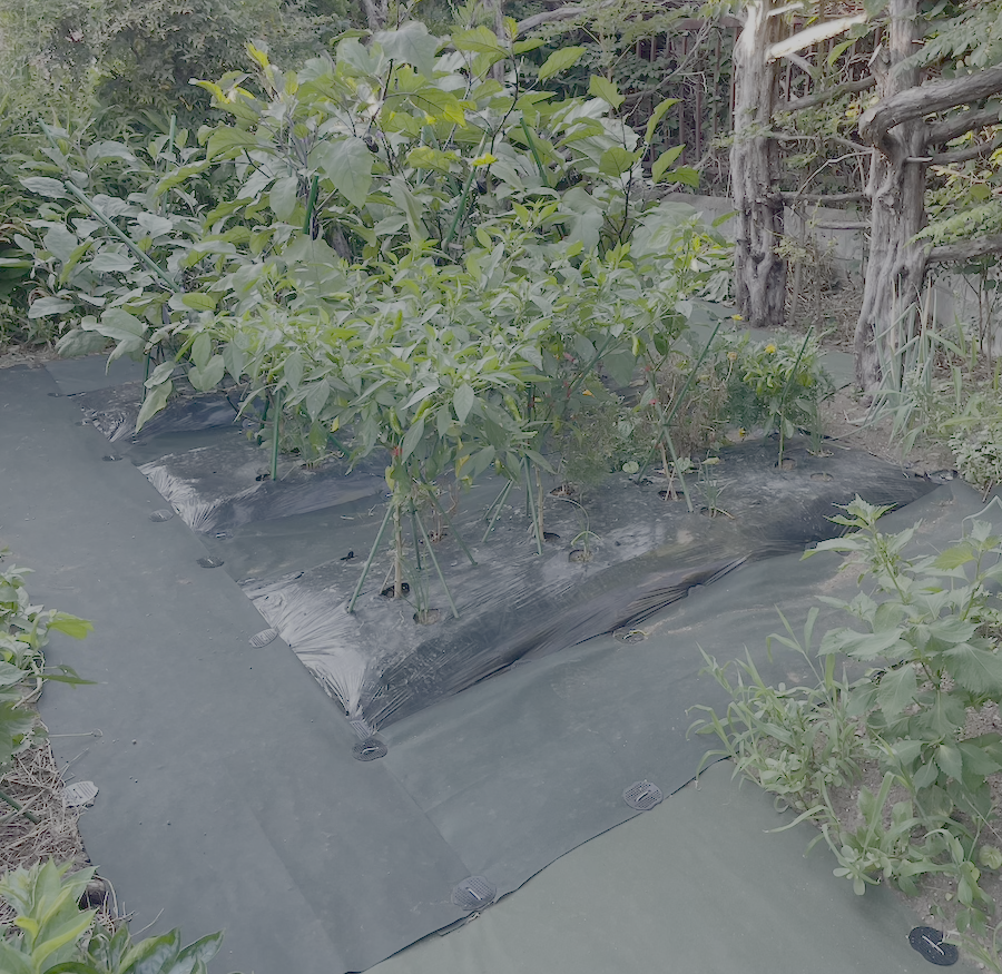 サンダルばき農園１