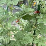 スイカとキュウリの合掌造り５