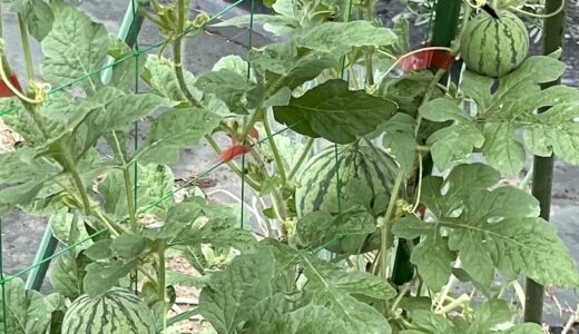 畑という名のジム 2025夏｜スイカとキュウリの合掌栽培がシュールに美しかった件