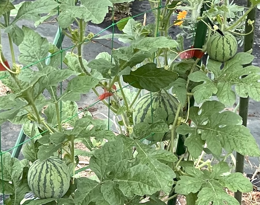 スイカとキュウリの合掌造り５