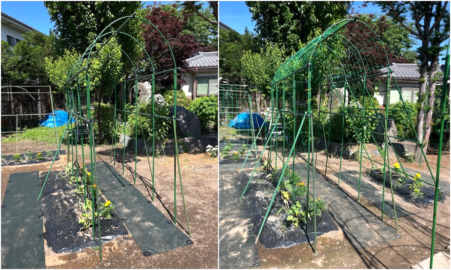 スイカアーチ初期状態