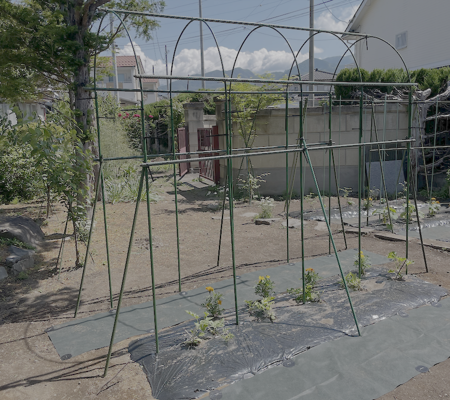 スイカアーチ始まり