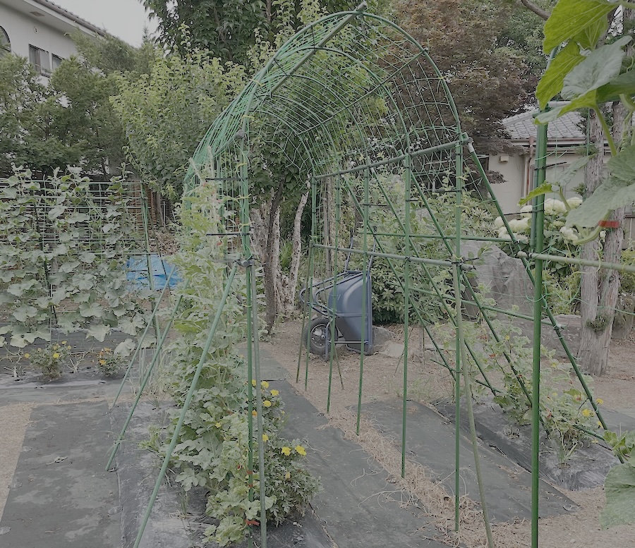 家庭菜園アーチ群